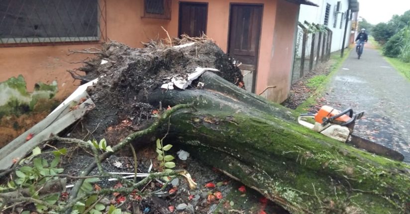 Vendaval derruba árvores na Vila Lalau Vendaval derruba árvores na Vila Lalau