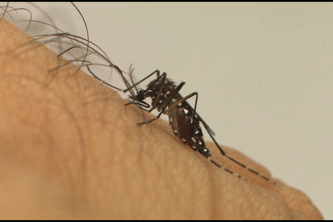 Pesquisa aponta que o vírus Zika traz prejuízos motores e de memória a adultos