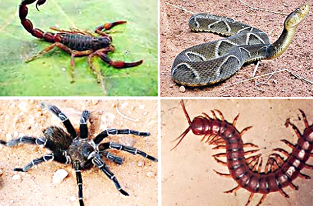 Animais peçonhentos: o que fazer após uma picada
