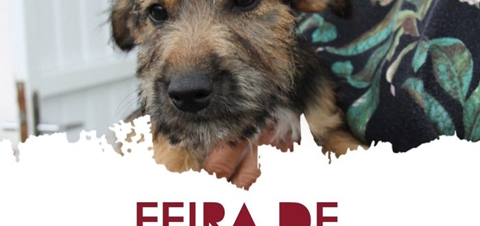 Cães e gatos para adoção neste sábado Cães e gatos para adoção neste sábado