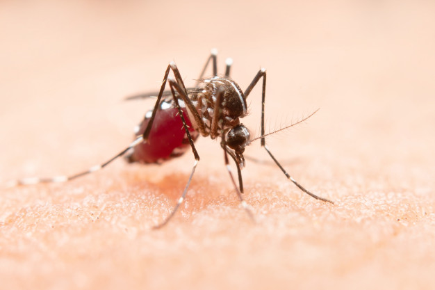 Novo foco de mosquito da Dengue é confirmado  em Corupá