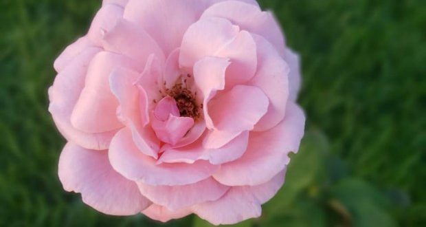 Floriu: Rosa desenvolvida em homenagem à Anita Garibaldi floresce em SC Floriu: Rosa desenvolvida em homenagem à Anita Garibaldi floresce em SC