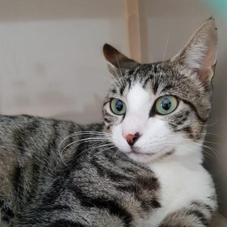 Cadastro para castração de animais passa a ser feito somente por ONGs em Jaraguá do Sul