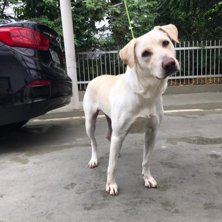 Atendimento emergencial já salvou cerca de 60 animais abandonados em Jaraguá do Sul