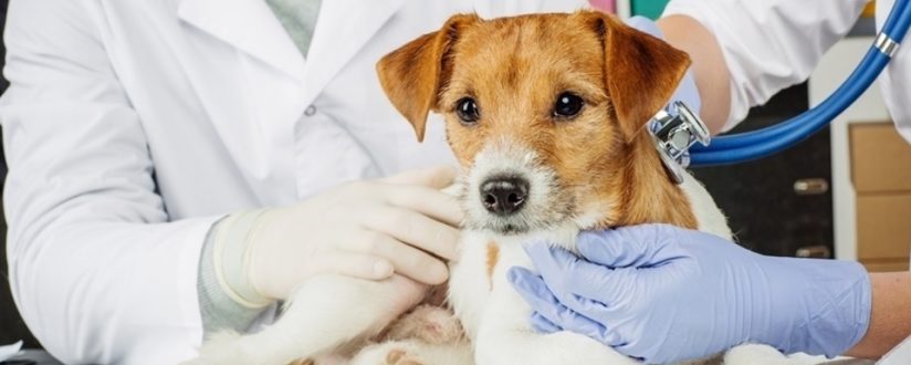 Projeto destina R$ 300 mil para custear castração de animais em Jaraguá do Sul Projeto destina R$ 300 mil para custear castração de animais em Jaraguá do Sul