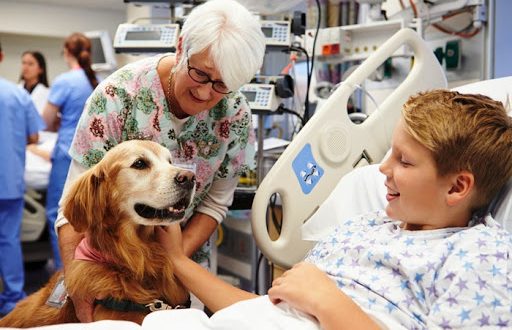 Animais domésticos podem ser levados a pacientes internados em SC Animais domésticos podem ser levados a pacientes internados em SC