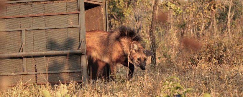 Escolhido para cédula de R$ 200, lobo-guará sofre ameaça de extinção Escolhido para cédula de R$ 200, lobo-guará sofre ameaça de extinção