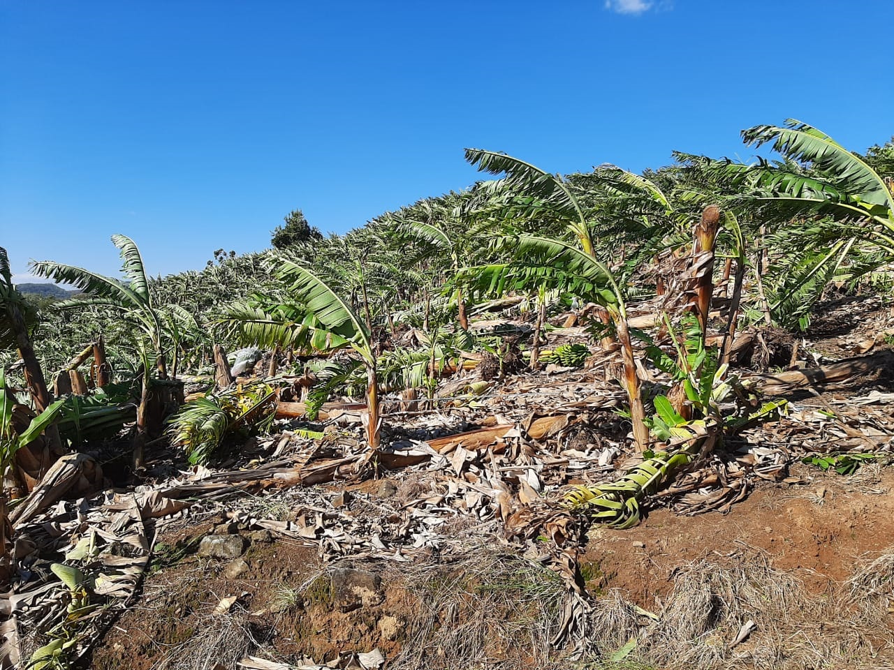 Bananicultura terá apoio de R$ 2 milhões do Governo do Estado