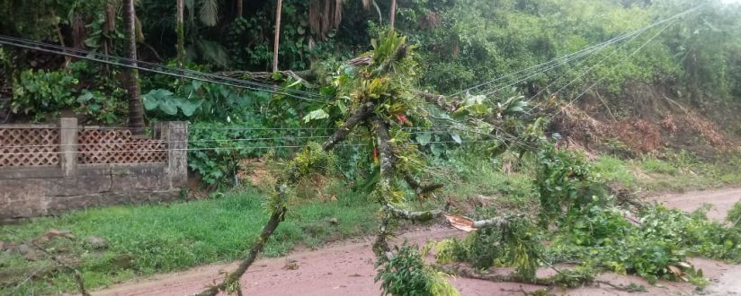 Chuva provoca queda de árvores em Corupá Chuva provoca queda de árvores em Corupá