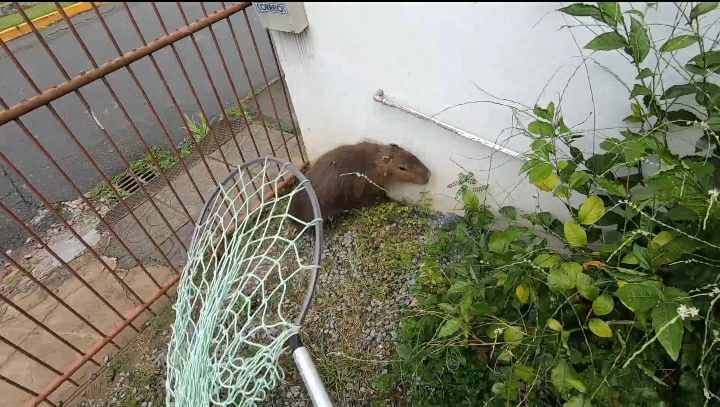 Capivaras são resgatadas em áreas urbanas de Jaraguá do Sul