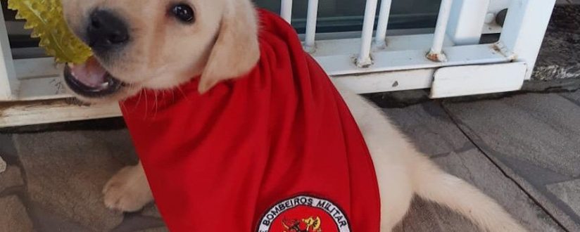 Corpo de Bombeiros Militar de Santa Catarina conta com novo filhote em treinamento para busca e resgate Corpo de Bombeiros Militar de Santa Catarina conta com novo filhote em treinamento para busca e resgate
