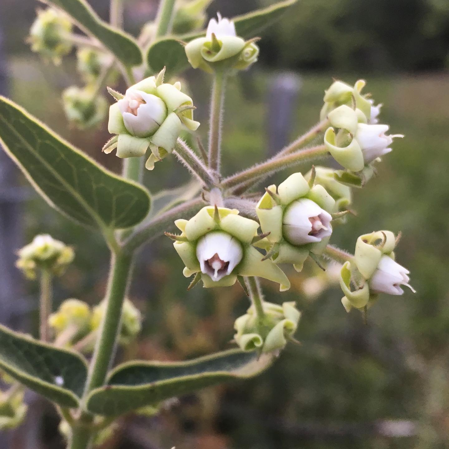Biólogo de Jaraguá encontra nova espécie de planta em Santa Catarina