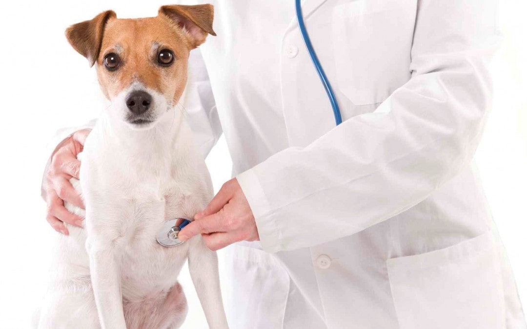 Fujama vai contratar clínica para atendimento a animais em Jaraguá do Sul