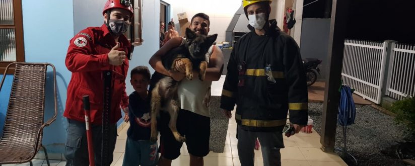 Bombeiros resgatam cachorro que caiu em greta de portão em Guaramirim Bombeiros resgatam cachorro que caiu em greta de portão em Guaramirim