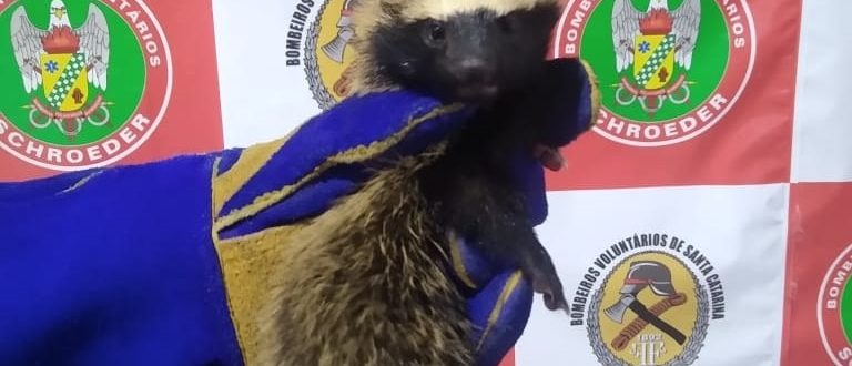 Furão é capturado no jardim de residência em Schroeder Furão é capturado no jardim de residência em Schroeder