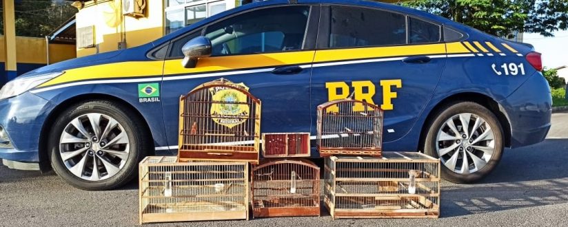 Homem é preso pela PRF com três aves silvestres ameaçadas de extinção na BR-280 em Guaramirim Homem é preso pela PRF com três aves silvestres ameaçadas de extinção na BR-280 em Guaramirim