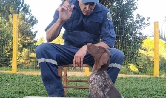 Bombeiros Militar de Santa Catarina apresentam duas novas raças de cães em treinamento de busca e mais um filhote de labrador Bombeiros Militar de Santa Catarina apresentam duas novas raças de cães em treinamento de busca e mais um filhote de labrador