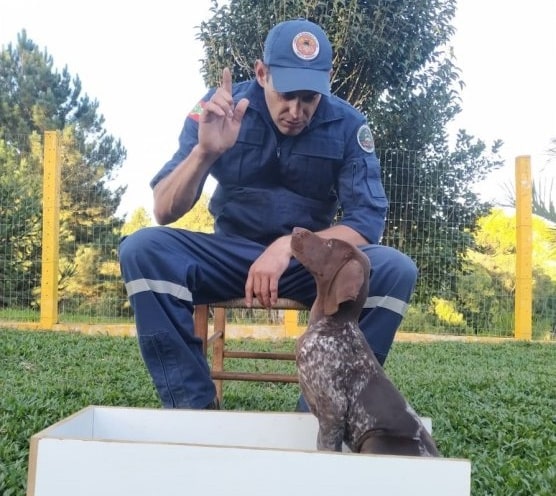 Bombeiros Militar de Santa Catarina apresentam duas novas raças de cães em treinamento de busca e mais um filhote de labrador