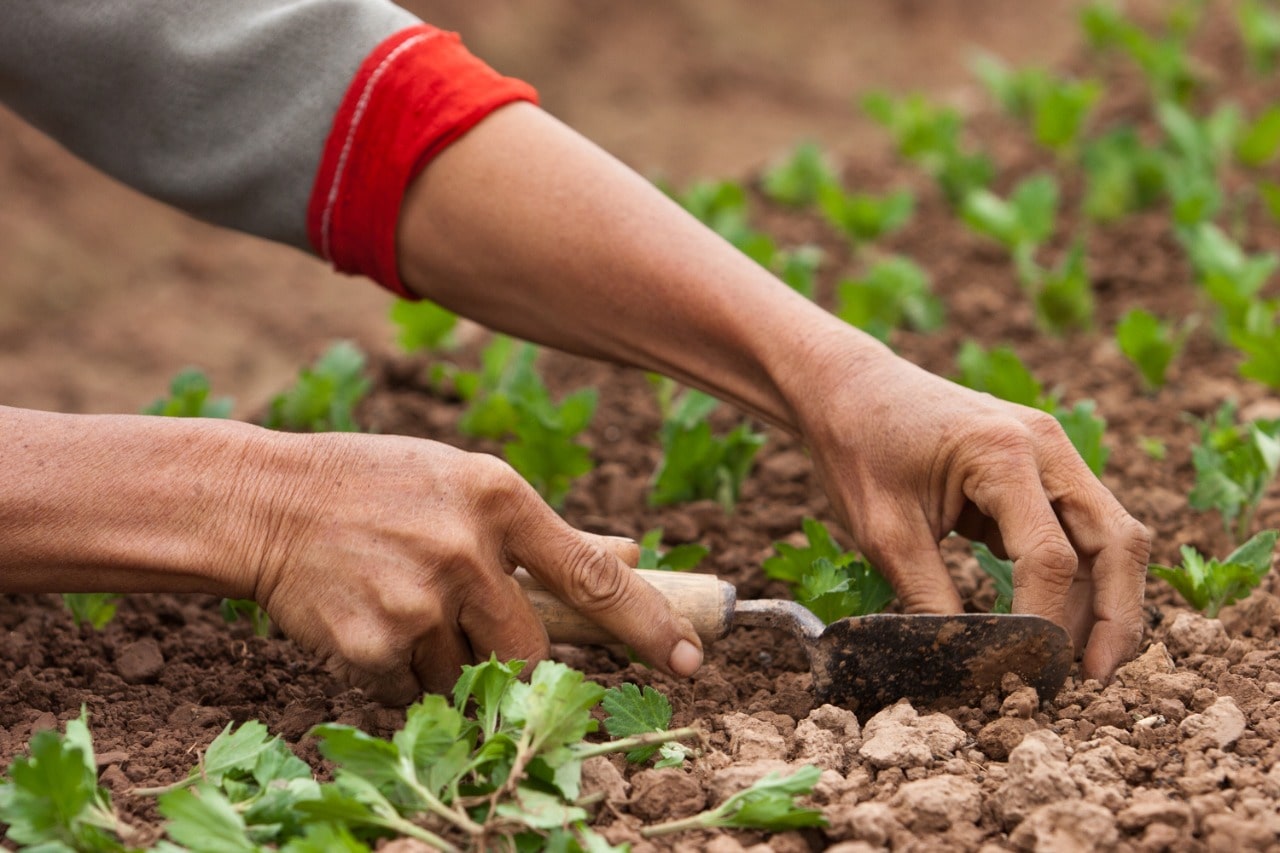 Secretaria de Agricultura de Jaraguá do Sul adverte que nota fiscal garante direitos e benefícios