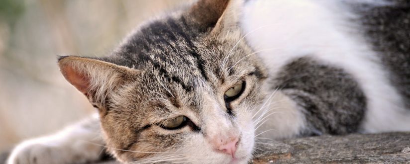 Mulher é detida por maus tratos contra 17 animais em Massaranduba Mulher é detida por maus tratos contra 17 animais em Massaranduba