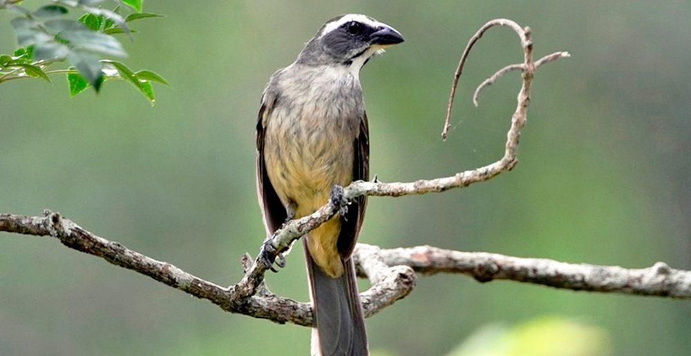 PM apreende pássaro silvestre preso em cativeiro em residência de Jaraguá do Sul