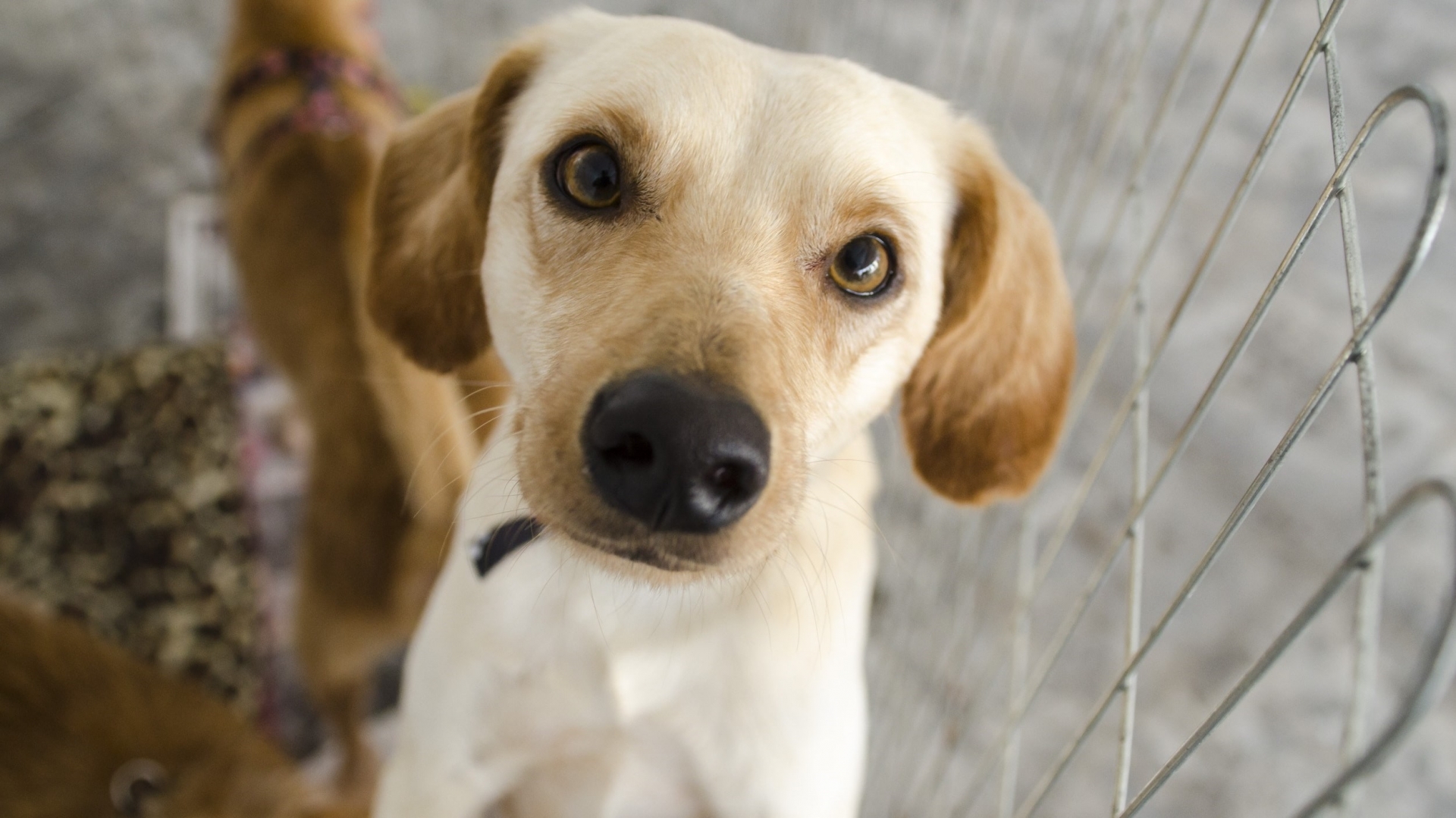 Sábado tem Feira de Adoção de Animais em Guaramirim