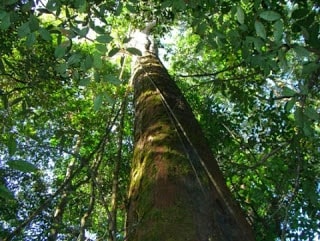 Massaranduba avança no conhecimento da sua árvore símbolo