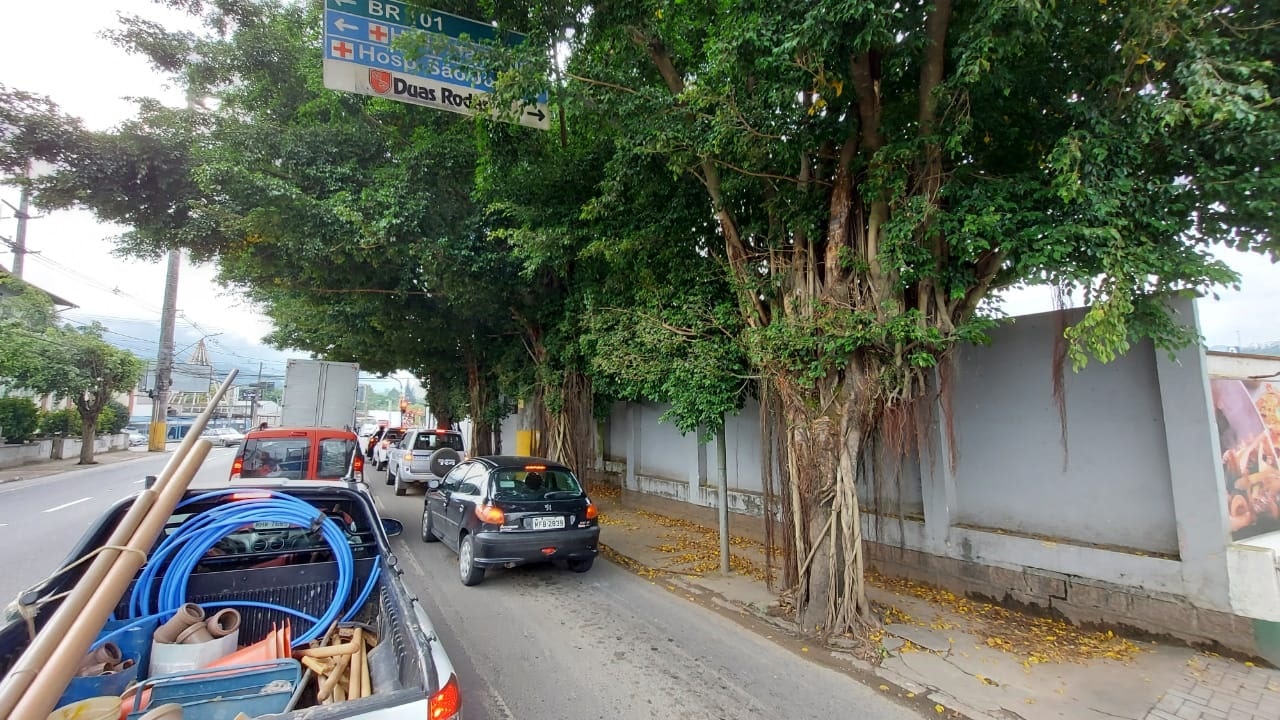 Árvores com risco de queda na rua Epitácio Pessoa serão cortadas no dia 27