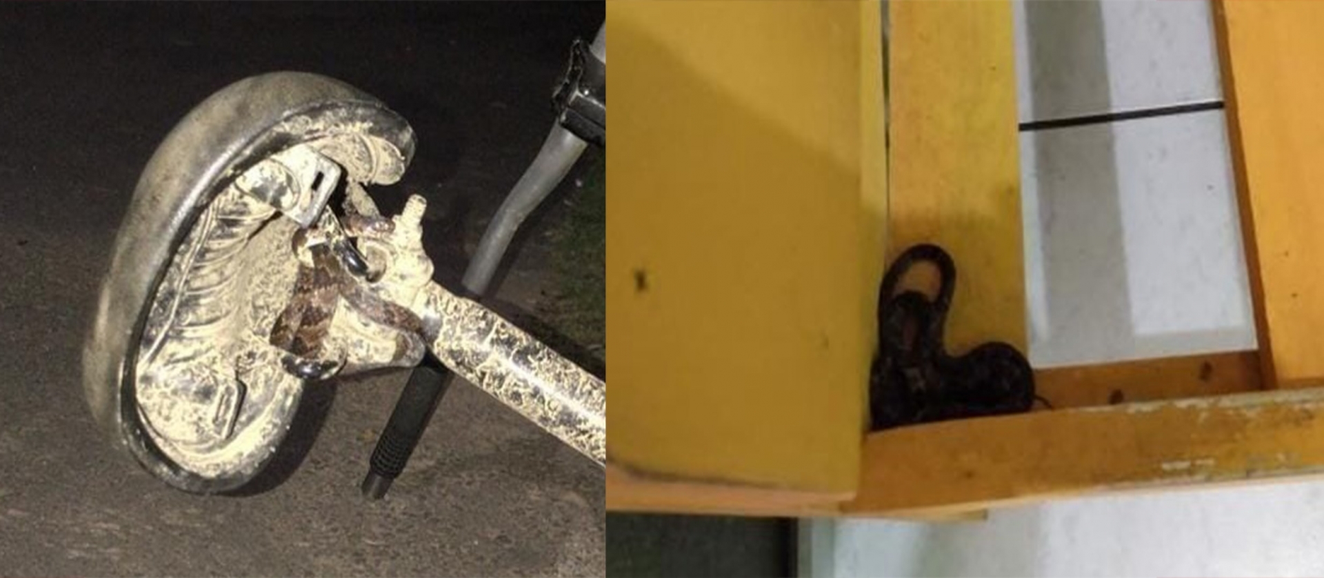 Bombeiros capturam cobras embaixo da cama e no selim de bicicleta em Jaraguá do Sul