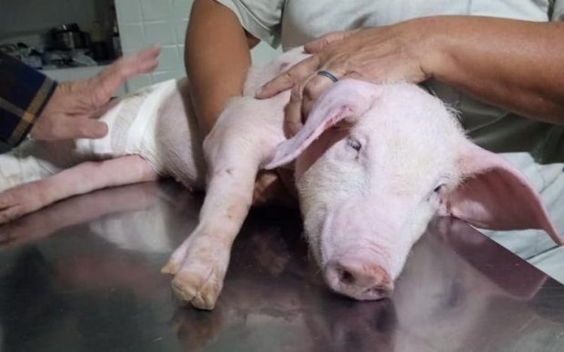 Procon determina que concessionárias prestem atendimento a animais recolhidos em rodovias de Santa Catarina