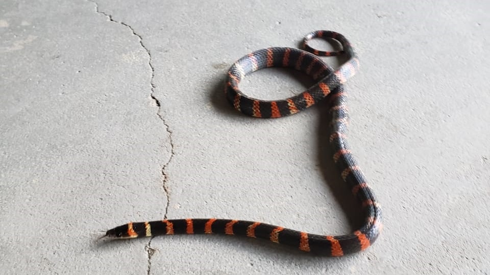 Cobra falsa-coral é encontrada dentro de carro e recolhida pela Fujama de Jaraguá do Sul