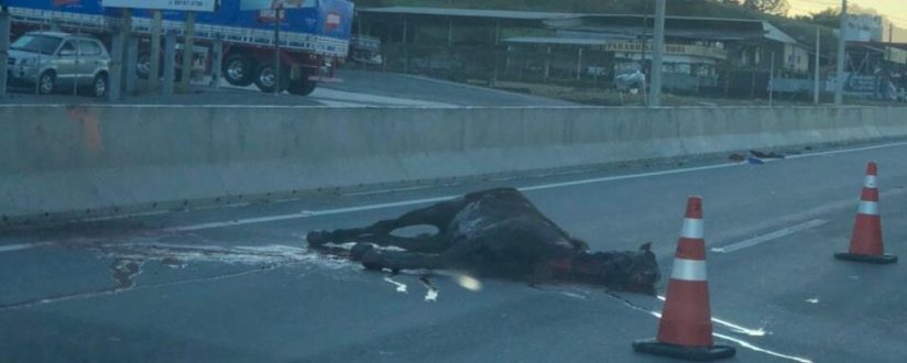 Cavalo morre atropelado e motociclista tem suspeita de fratura no ombro na BR-280 em Guaramirim Cavalo morre atropelado e motociclista tem suspeita de fratura no ombro na BR-280 em Guaramirim