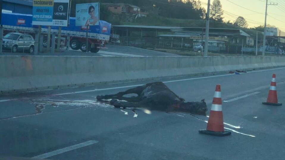 Cavalo morre atropelado e motociclista tem suspeita de fratura no ombro na BR-280 em Guaramirim