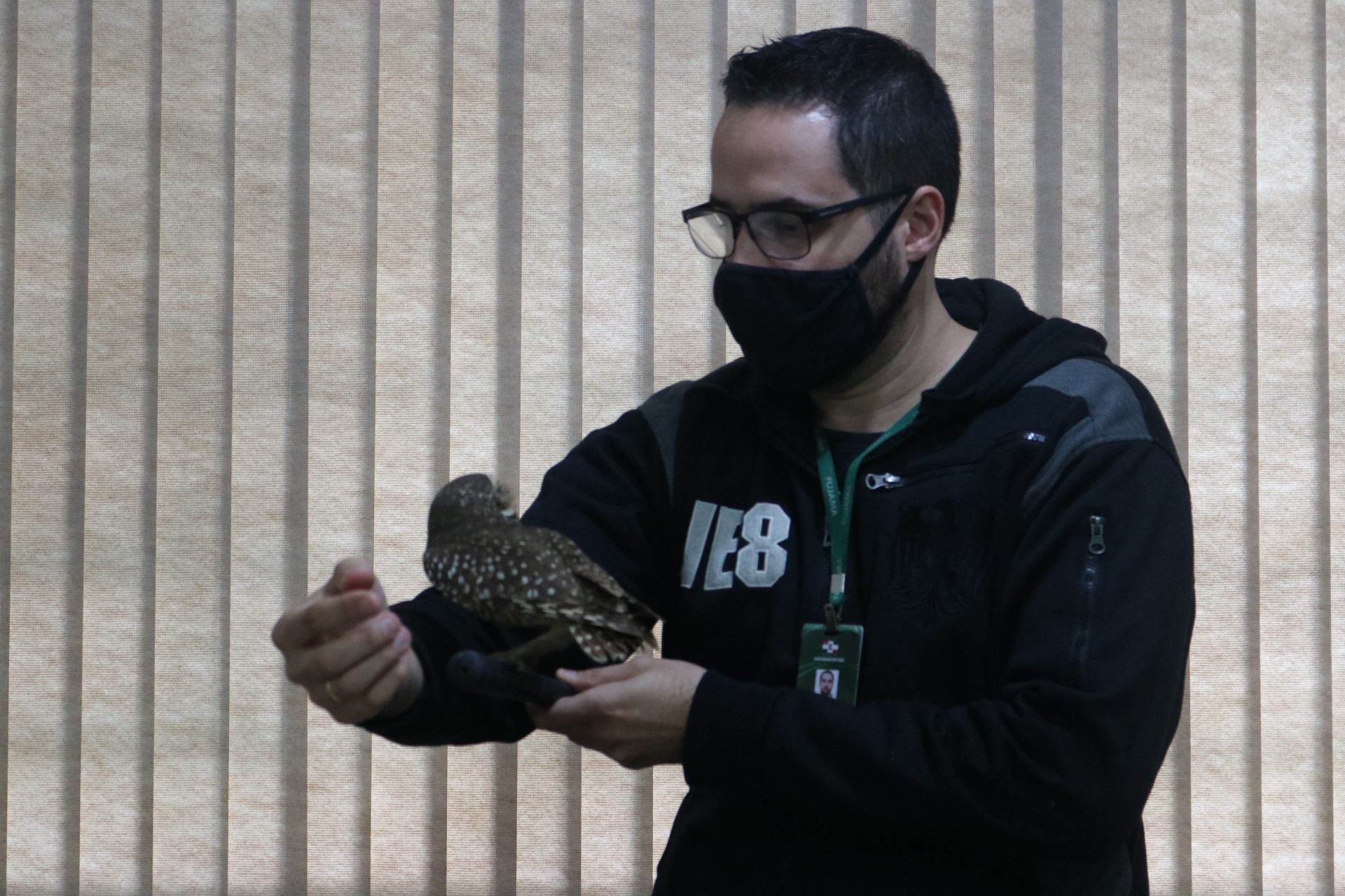 [VÍDEO] Coruja é resgatada pela Fujama após ataque de gato em Jaraguá do Sul