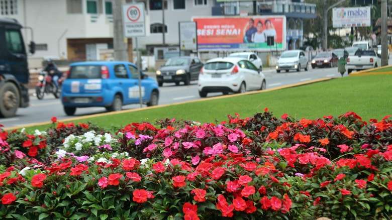Jaraguá do Sul lança nova edição do Programa Adote o Verde
