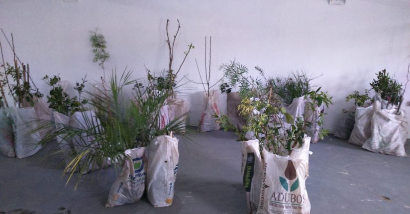 Mais de 370 mudas frutíferas e arbóreas são encomendadas na Campanha das Mudas em Jaraguá do Sul Mais de 370 mudas frutíferas e arbóreas são encomendadas na Campanha das Mudas em Jaraguá do Sul