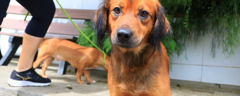 Fujama abre cadastro para castrações de cães e gatos em Jaraguá Fujama abre cadastro para castrações de cães e gatos em Jaraguá
