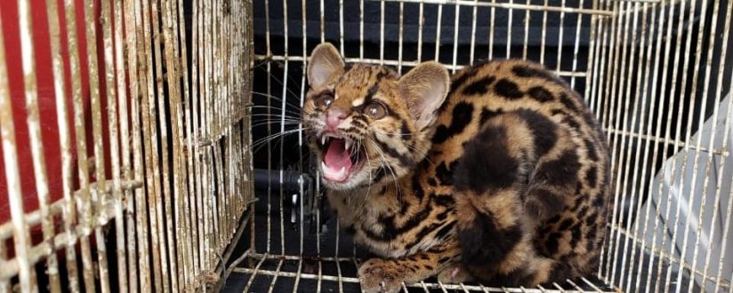 [VÍDEO] Gato-maracajá capturado pelos bombeiros de Schroeder em residência é solto em área de mata pela Fujama