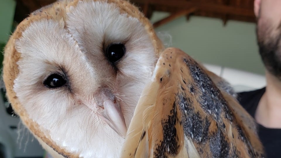 [VÍDEO] Bombeiros Voluntários e Fujama resgatam duas corujas-da-Igreja