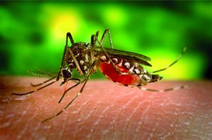 Startup propõe uso de drones para combater mosquito da dengue