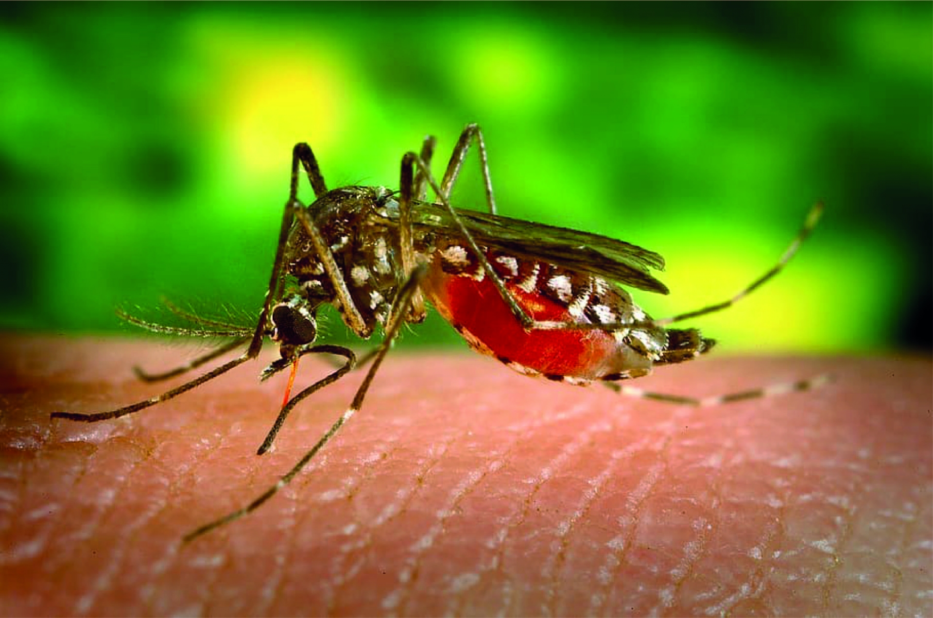 Startup propõe uso de drones para combater mosquito da dengue