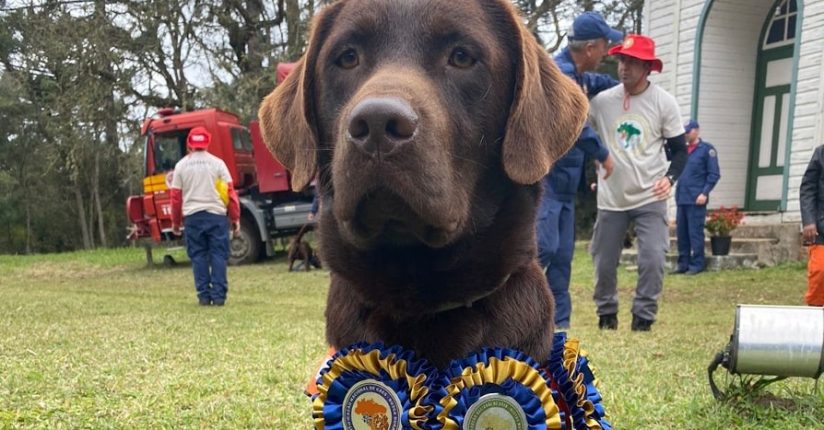 Bono é o novo cão certificado do Corpo de Bombeiros Militar de SC para atuar em buscas Bono é o novo cão certificado do Corpo de Bombeiros Militar de SC para atuar em buscas