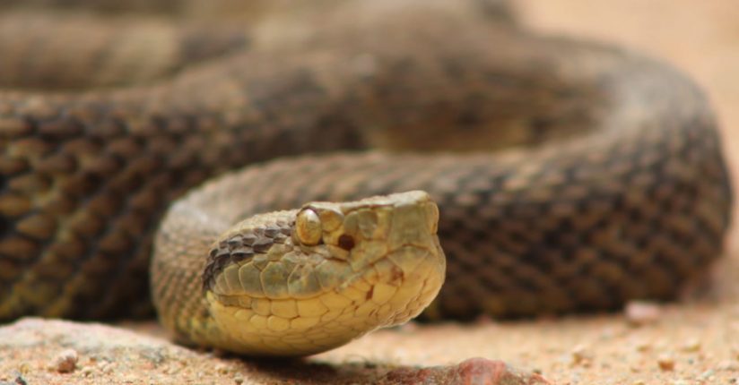 Fujama e Bombeiros Voluntários alertam para o aparecimento de serpentes em Jaraguá do Sul Fujama e Bombeiros Voluntários alertam para o aparecimento de serpentes em Jaraguá do Sul