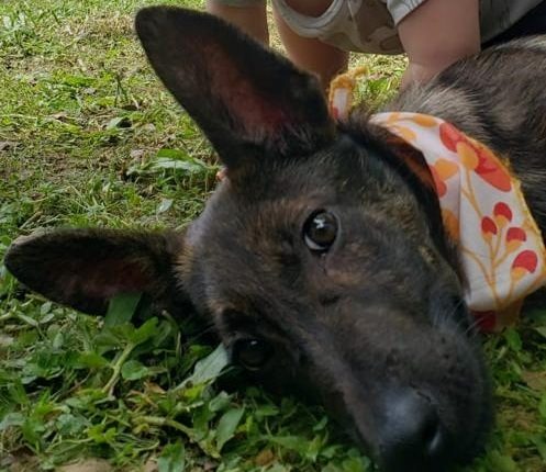Feira em Jaraguá do Sul encaminha cinco cães e gatos para adoção Feira em Jaraguá do Sul encaminha cinco cães e gatos para adoção