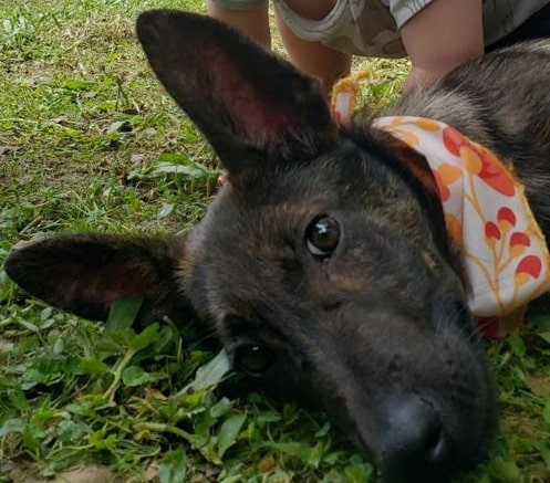 Feira em Jaraguá do Sul encaminha cinco cães e gatos para adoção