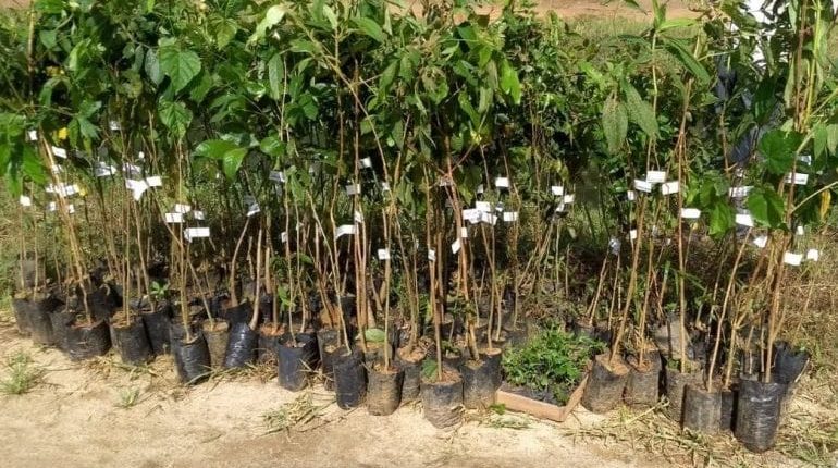 Plantio de árvores nativas em áreas degradadas é lançado em Massaranduba Plantio de árvores nativas em áreas degradadas é lançado em Massaranduba