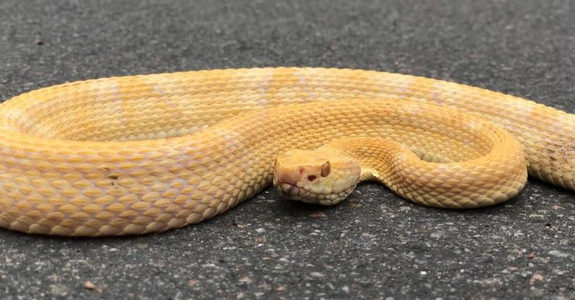 Jararaca albina é capturada em Jaraguá e pode ser estudada pelo Butantan Jararaca albina é capturada em Jaraguá e pode ser estudada pelo Butantan