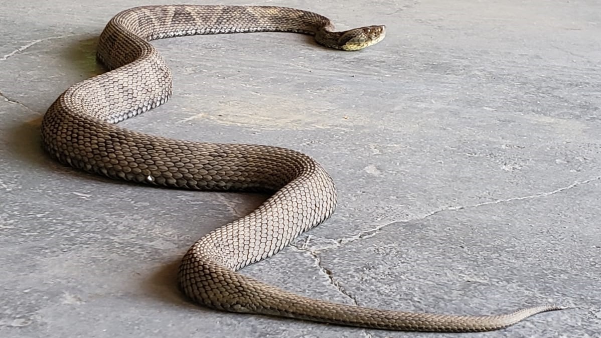Jararaca de 1,30 metro é capturada em Jaraguá do Sul