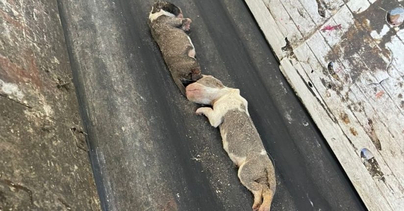 Três filhotes de cachorros recém-nascidos são encontrados mortos em saco de lixo em Jaraguá Três filhotes de cachorros recém-nascidos são encontrados mortos em saco de lixo em Jaraguá
