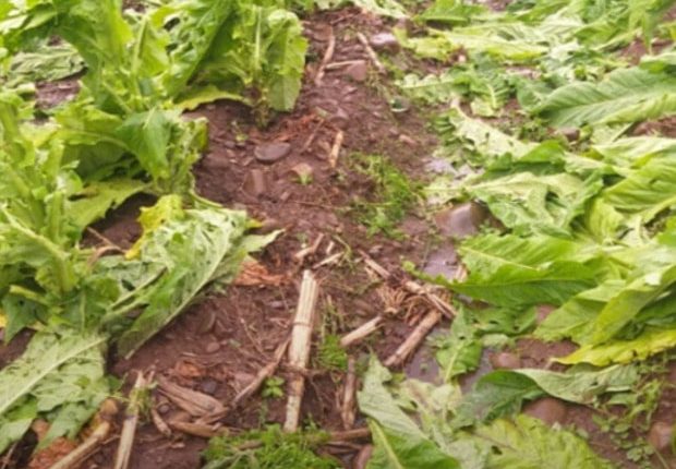 Governo de SC disponibiliza R$ 1 milhão para auxiliar produtores rurais atingidos por eventos climáticos Governo de SC disponibiliza R$ 1 milhão para auxiliar produtores rurais atingidos por eventos climáticos